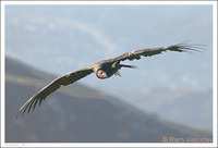 : Gymnogyps californianus; California Condor