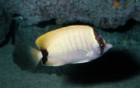: Chaetodon sedentarius; Reef Butterflyfish