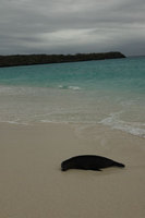 : Zalophus californianus wollebaeki; Galapagos sea lion