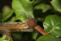 : Callirhytis quercusagrifoliae; Live Oak Bud Gall Wasp;