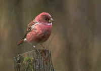 The Pallas's Rosefinch has been seen during FONT Japan Tours