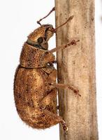 Strophosoma melanogrammum