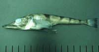 Chaenocephalus aceratus, Blackfin icefish: fisheries