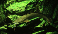 Clarias gariepinus, North African catfish: fisheries, aquaculture, gamefish