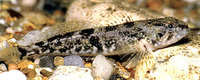 Cottus asper, Prickly sculpin: aquarium, bait