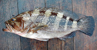Epinephelus goreensis, Dungat grouper: fisheries