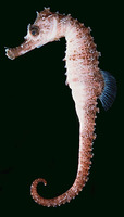 Hippocampus kuda, Spotted seahorse: fisheries, aquaculture, aquarium