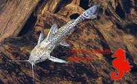 Synodontis nigromaculatus, Blackspotted squeaker: fisheries, gamefish, aquarium
