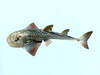 Rhina ancylostoma, Bowmouth guitarfish: fisheries