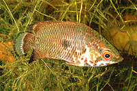 Ctenopoma weeksii, Mottled ctenopoma: aquarium