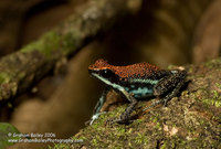 Ruby Poison Dart Frog - Epipedobates parvulus