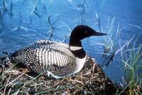 Gavia immer - Great Northern Diver