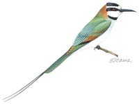 Image of: Merops albicollis (white-throated bee-eater)