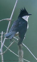 Pied Cuckoo - Clamator jacobinus