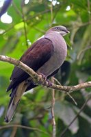 Mountain Imperial-Pigeon - Ducula badia