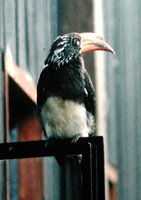 Crowned Hornbill - Tockus alboterminatus