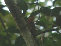 Waved Woodpecker - Celeus undatus