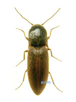 미기록 주둥이방아벌레 - Silesis okinawensis