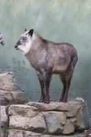 Capricornis Crispus, the Japanese Serow or Japanese Goat-Antelope