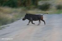 Warthog running