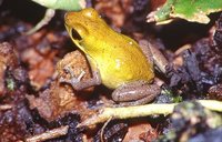 : Oophaga pumilio; Strawberry Poison Frog