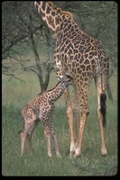 : Giraffa camelopardalis tippelskirchi; Masai Giraffe