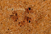 : Bitis peringueyi; Namib Dwarf Adder