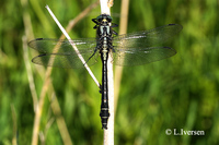 : Gomphus vulgatissimus; Club-tailed Dragonfly