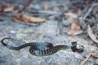 : Hoplocephalus bungaroides; Broad-headed Snake