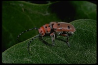 : Tetraopes femoratus; Milkweed Borer