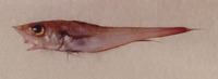 Coelorinchus coelorhincus, Hollowsnout grenadier: fisheries