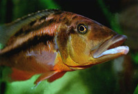 Tyrannochromis macrostoma, : fisheries, aquarium