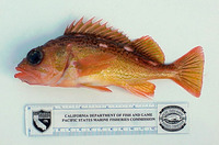 Sebastes lentiginosus, Freckled rockfish: