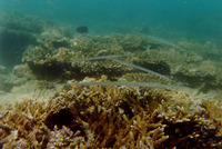 Fistularia commersonii, Bluespotted cornetfish: fisheries, aquarium