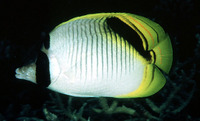 Chaetodon oxycephalus, Spot-nape butterflyfish: aquarium