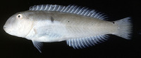Cymolutes lecluse, Sharp-headed wrasse: aquarium