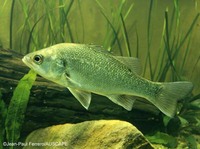 Macquaria novemaculeata, Australian bass: fisheries, gamefish