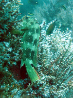 Epinephelus labriformis, Starry grouper: fisheries