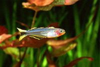 Pseudomugil connieae, Popondetta blue-eye: aquarium