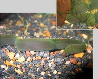 Echidna rhodochilus, Pink-lipped moray eel: