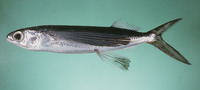 Cypselurus oligolepis, Largescale flyingfish: fisheries