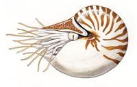 Image of: Nautilus pompilius (chambered nautilus)