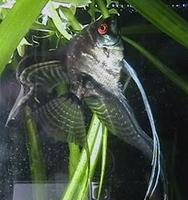 Image of: Pterophyllum scalare (angelfish)