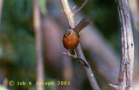 Rufous Babbler - Turdoides subrufa