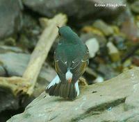 Plumbeous Water Redstart - Rhyacornis fuliginosa
