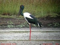 Black-necked Stork - Ephippiorhynchus asiaticus