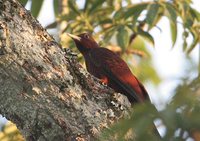 Scaly-breasted Woodpecker - Celeus grammicus