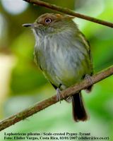 Scale-crested Pygmy-Tyrant - Lophotriccus pileatus