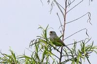 Piquitodeoro Com??n - Band-tailed Seedeater