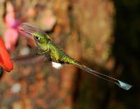 Booted racket-tail (female and male)